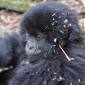  Young Gorilla (Congo)